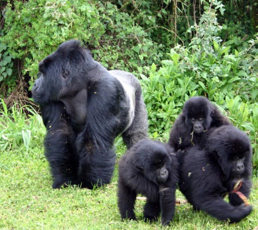 Bwindi-Gorilla-Tracking