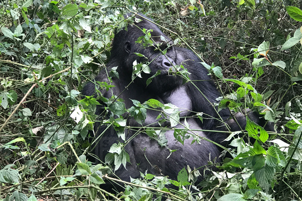 gorilla-treking