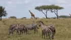 Akagera-National-Park-wildlife