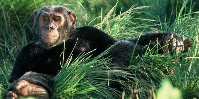 7 Days Uganda Rwanda Gorilla Trekking