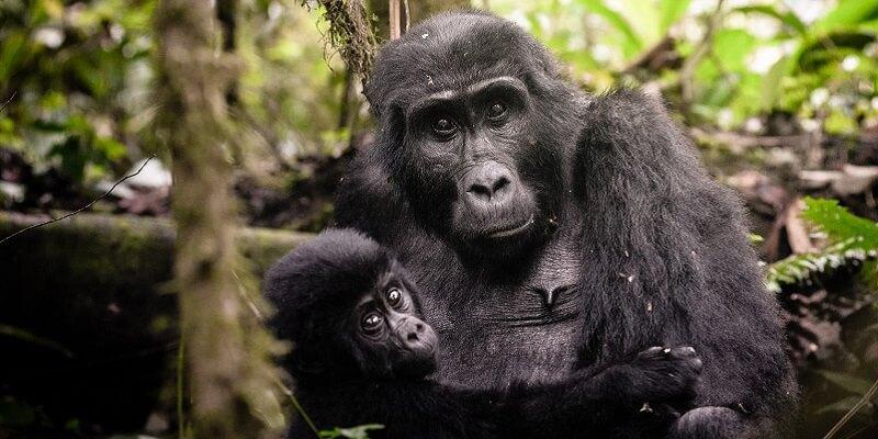 4 days Gorilla Trekking in Bwindi forest