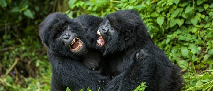 Discover the Beauty of Rwanda: Explore Rwanda by Rental Car Self Drive in Kigali: Gorilla Kwita Izina & Door-to-Door Service