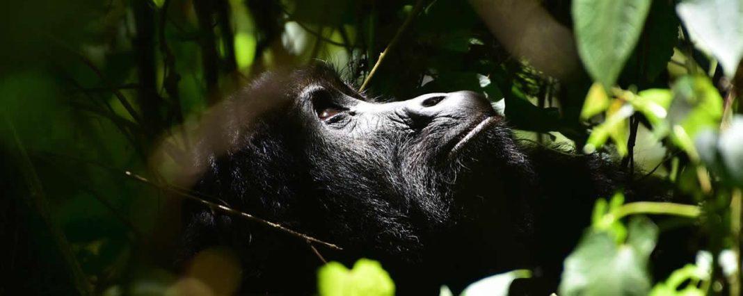 Rwanda Gorilla Trekking,Gorilla Trekking in Rwanda