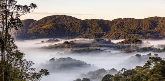 Car Rental for Nyungwe Forest tour: Natural Forest in Rwanda Car Rental for Nyungwe Forest Adventures: Natural Forest in Rwanda