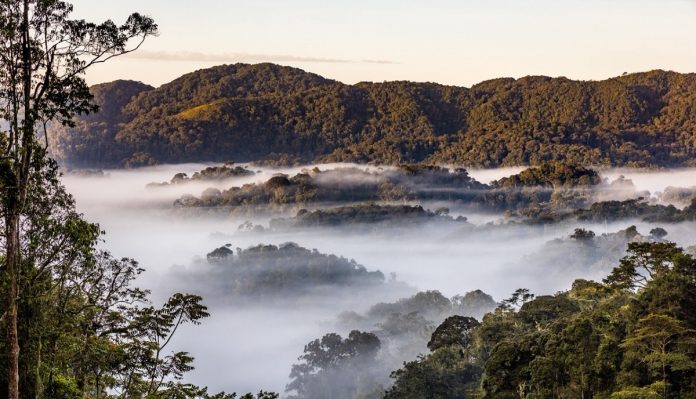 Car Rental for Nyungwe Forest Adventures: Natural Forest in Rwanda