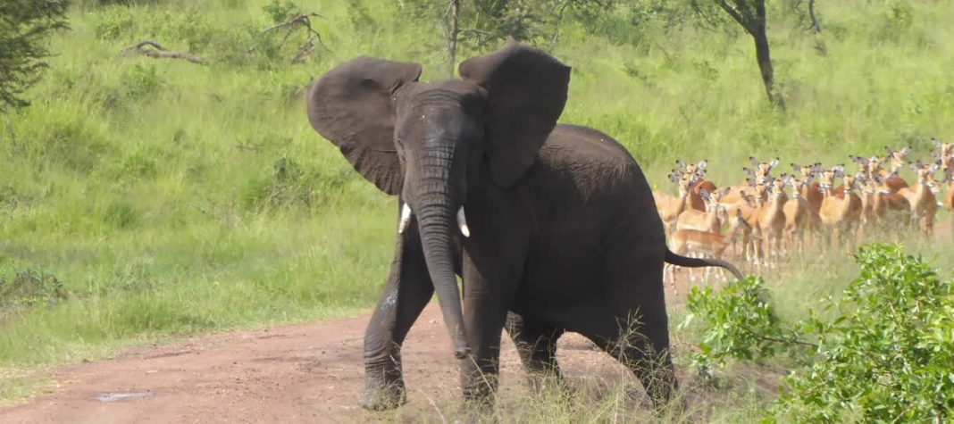 Safaris in Africa Akagera Safari Car rental