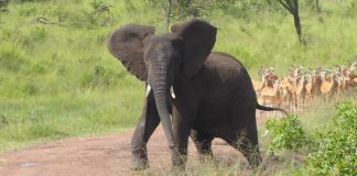 Akagera Safari Car rental: Perfect Self-Drive in Rwanda Akagera Safari Car rental