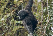 Kigali Chauffeur Service Kigali for Professional Transport Kigali Chauffeur Service Kigali, Rwanda Safari Car Hire, Self Drive in Kigali: Kwita Izina Prep & Luxury Car Rental
