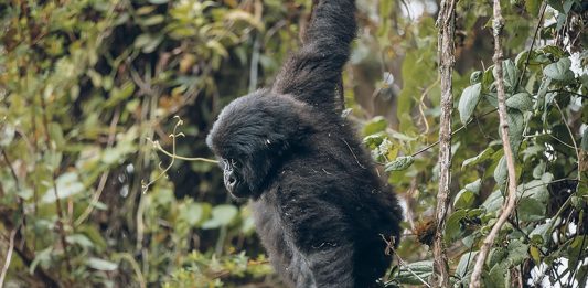 Self Drive in Kigali: Kwita Izina Prep & Luxury Car Rental