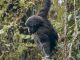 Rwanda Safari Hire Car: Popup Roof SUV Comparison Insights Rwanda Safari Car Hire, Self Drive in Kigali: Kwita Izina Prep & Luxury Car Rental